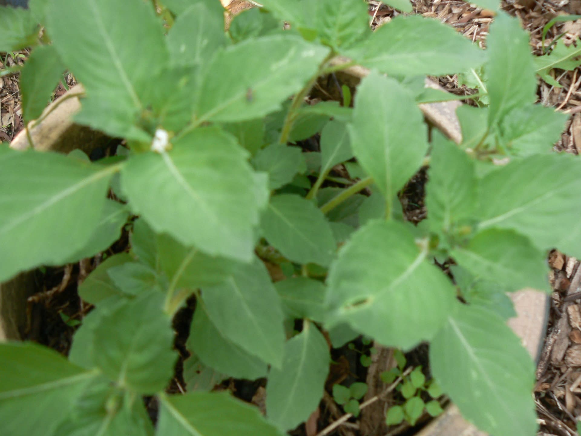 Holy Basils Tulsi Temperate and Tulsi Vana what s the Difference